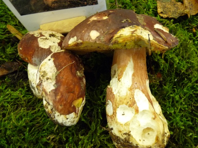 Bolet-des-pins--Boletus--pinicola