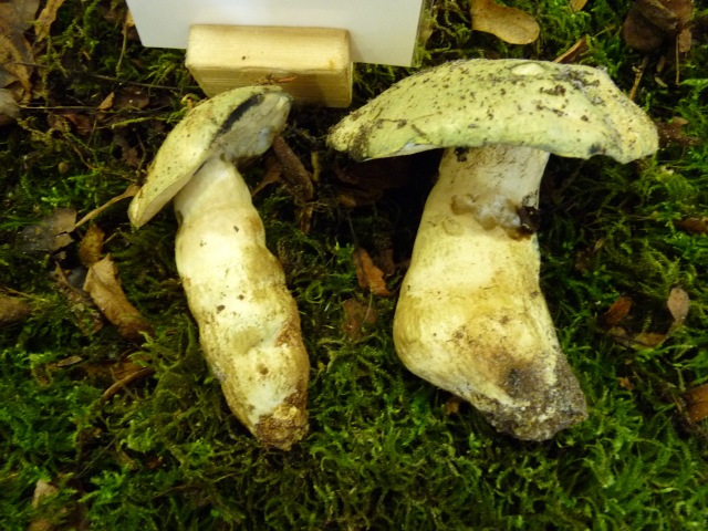 Bolet-indigotier--Gyporus-cyanescens