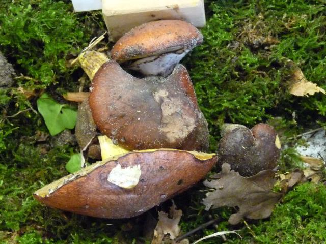 Bolet jaune ou Nonnette-voilée - Suillus luteus