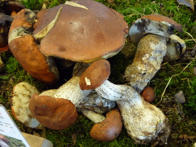 Bolet orangé des chênes - Leccinum quercinum (3)