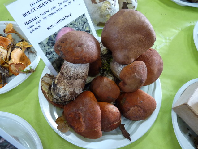 Bolet orangé des chênes - Leccinum quercinum