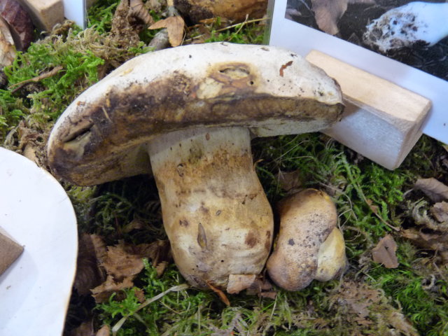 Bolet radicant - Boletus radicans