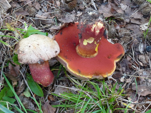 Bolet rouge et jaune - Boletus rhodoxanthus