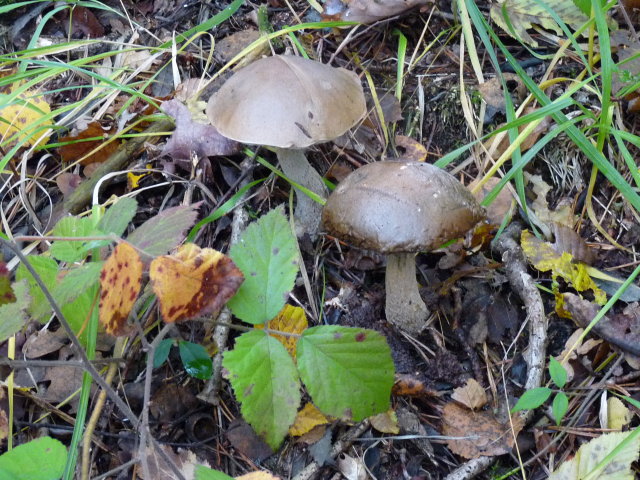 Bolet rude - Leccinum scabrum