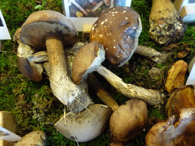 Bolet rude - Leccinum scabrum