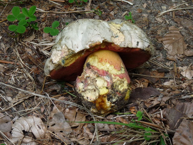 Bolet satan - Boletus satanas