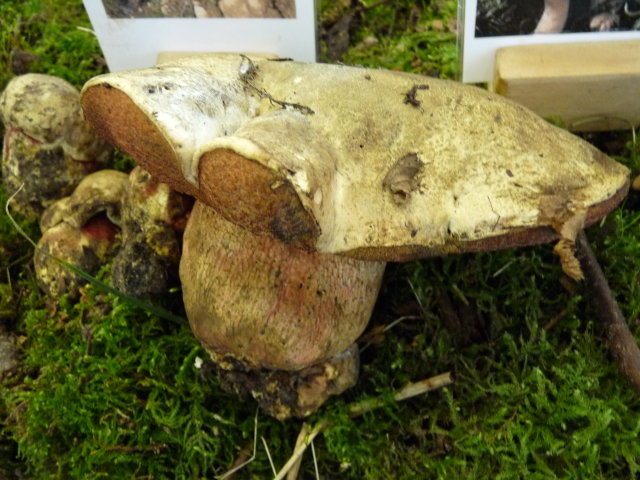 Bolet satan - Boletus satanas (2)