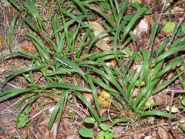 Brachypode des bois - Brachypodium sylvaticum