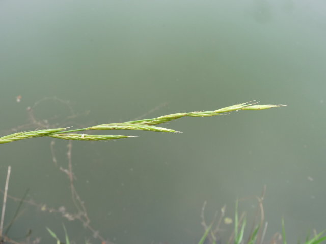 Brachypode penné - Brachypodium pinnatum