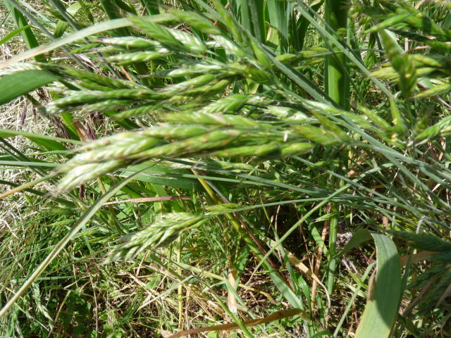 Brome mou - Bromus hordeaceus