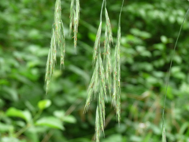 Brome rameux - Bromus ramosus