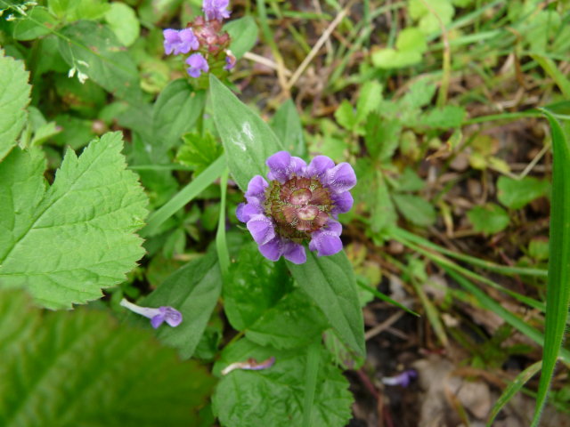 Brunelle commune - Prunella vulgaris (2)