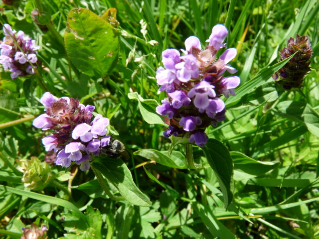 Brunelle commune - Prunella vulgaris