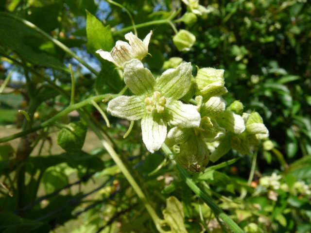 Bryone dioïque - Bryonia dioica