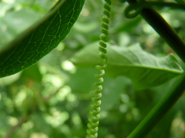 Bryone dioique - Bryonia dioica (2)