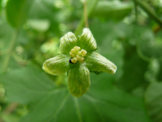 Bryone dioique - Bryonia dioica