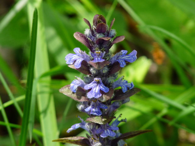 Bugle rampante - Ajuga reptans (2)