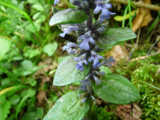 Bugle rampante - Ajuga reptans (3)