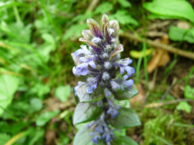 Bugle rampante - Ajuga reptans (4)