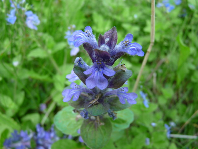 Bugle rampante - Ajuga reptans