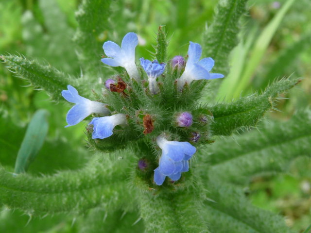 Buglosse des champs - Anchusa arvensis (2)