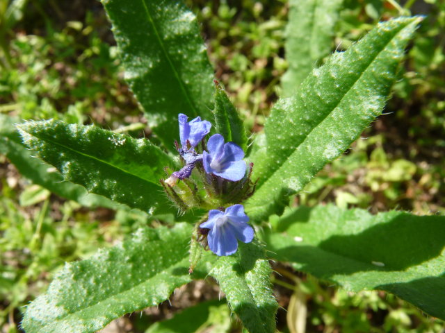 Buglosse des champs - Anchusa arvensis