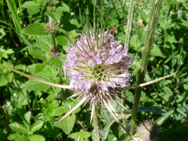 Cabaret-des-oiseaux - Dipsacus fullonum