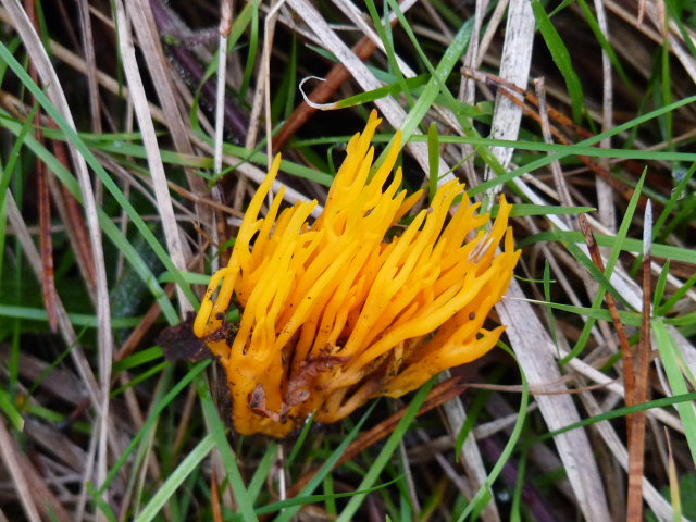 Calocère visqueuse - Calocera viscosa (2)