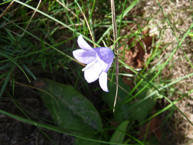 Campanule à feuilles rondes - Campanula rotundifolia