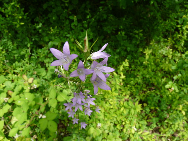 Campanule fausse raiponce -  Campanula rapunculoides