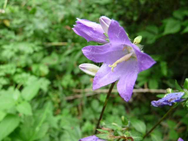 Campanule gantelée - Campanula trachelium