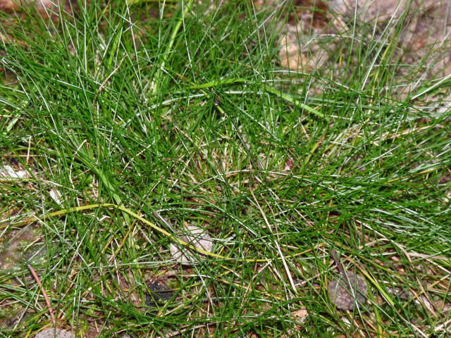 Canche flexueuse - Deschampsia flexuosa