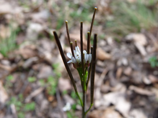 Cardamine hérissée - Cardamine hirsuta