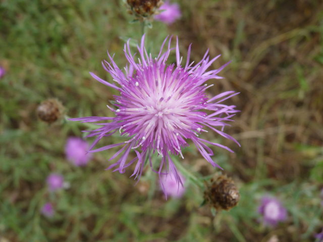 Centaurée de Timbal - Centaurea jacea subsp. timbalii (2)