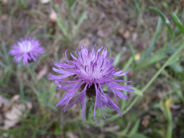 Centaurée de Timbal - Centaurea jacea subsp. timbalii