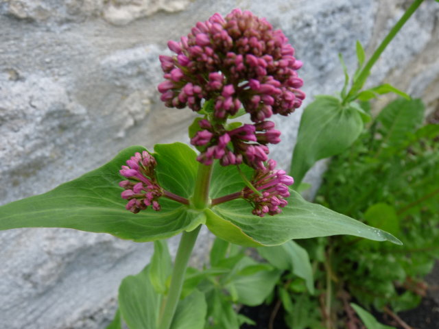 Centranthe rouge - Centranthus ruber