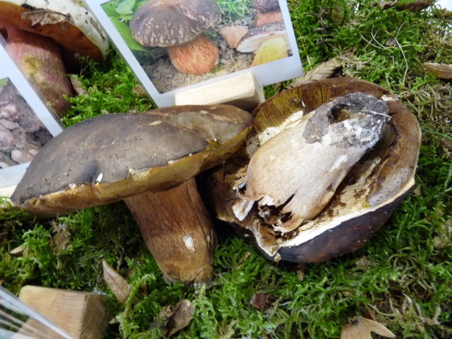 Cèpe bronzé - Boletus aereus (2)