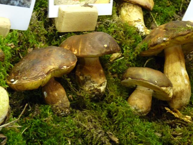 Cèpe bronzé - Boletus aereus (3)