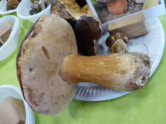 Cèpe bronzé - Boletus aereus