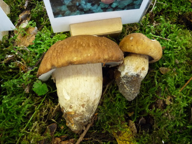 Cèpe d'été - Boletus aestivalis (2)