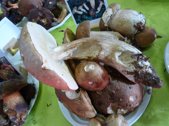 Cèpe d'été - Boletus aestivalis