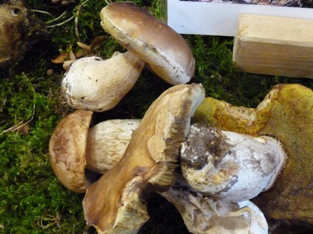 Cèpe-de-Bordeaux - Boletus edulis