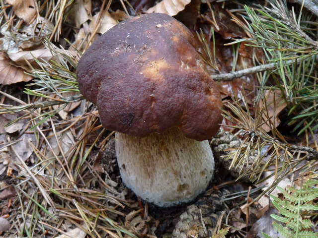 Cèpe de Bordeaux - Boletus edulis (2)