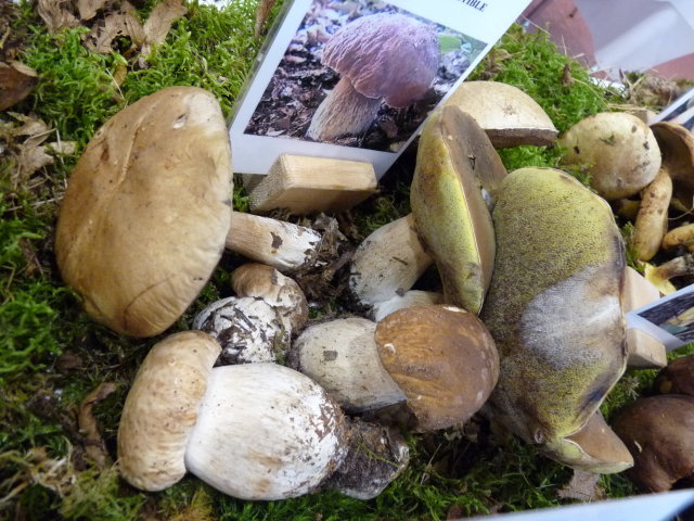 Cèpe de Bordeaux - Boletus edulis (2)