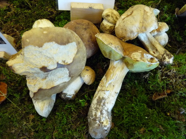 Cèpe de Bordeaux - Boletus edulis (3)