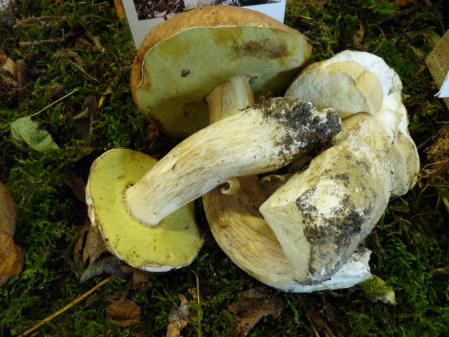 Cèpe de Bordeaux - Boletus edulis (4)