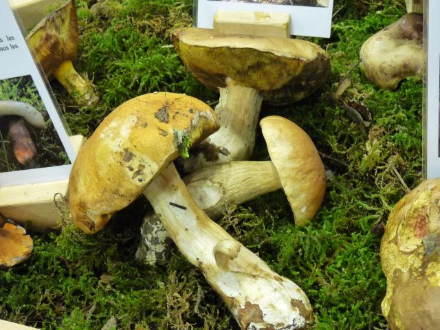 Cèpe de Bordeaux - Boletus edulis (5)