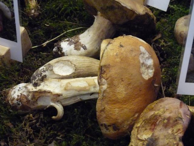 Cèpe de Bordeaux - Boletus edulis (6)