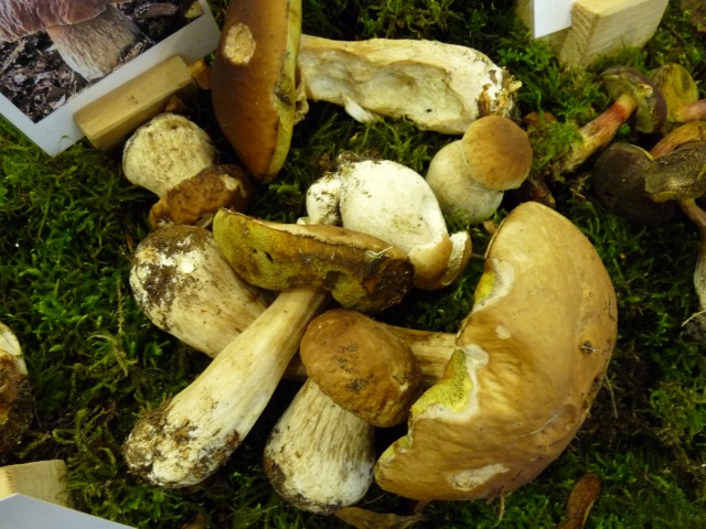 Cèpe-de-Bordeaux--Boletus-edulis