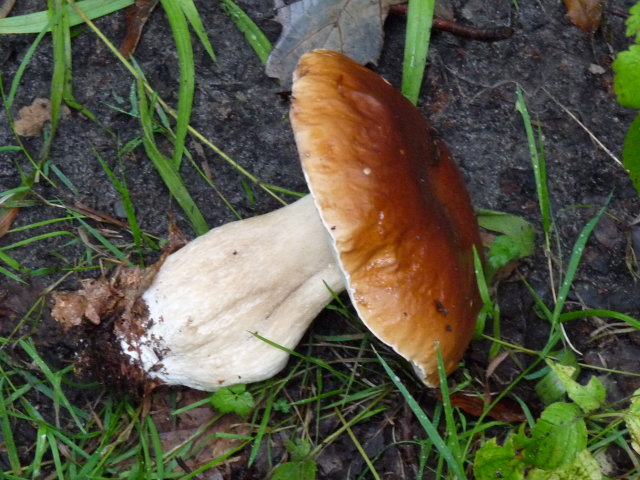 Cèpe de Bordeaux - Boletus edulis